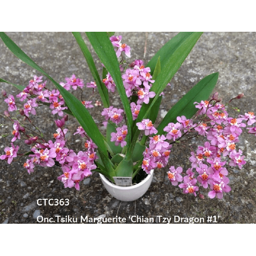 Oncidium Tsiku Marguerite Chian-Tzy 'Dragon No.1'