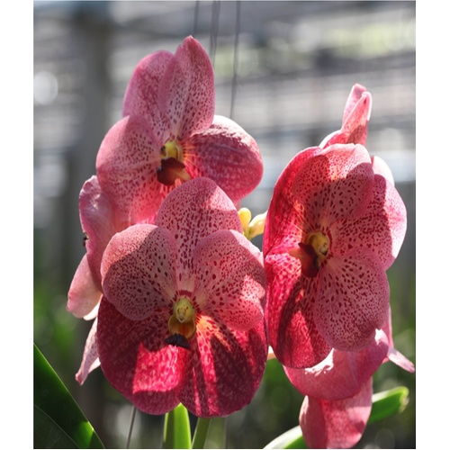 Vanda (Dr. Anek x Fuch's Delight 'Pink')