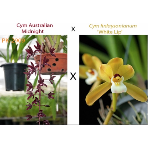 Cymbidium Australian Midnight x finlaysonianum 'White Lip'