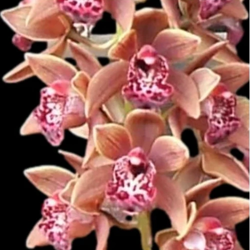 Cymbidium Kristianne 'Marie Kalimna'