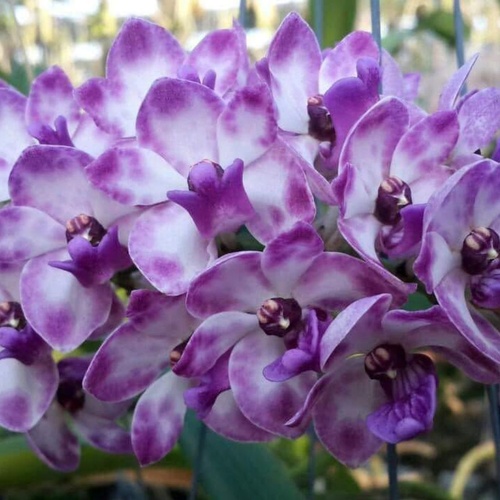 Rhynchostylis gigantea 'Blue'