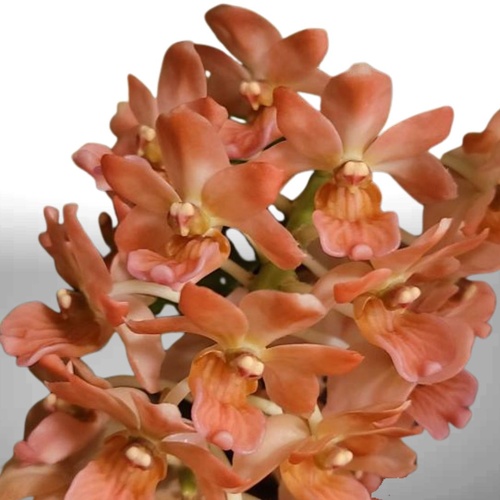 Rhynchostylis gigantea 'Orange'