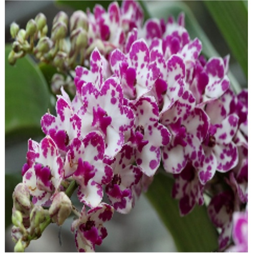Rhynchostylis gigantea 'Ply'