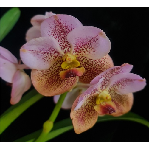 Vanda Taveesuksa x Tubtim Velvet
