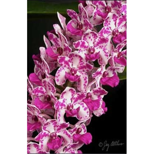 Rhynchostylis gigantea x sib ('Panda #3' x 'Panda #2')