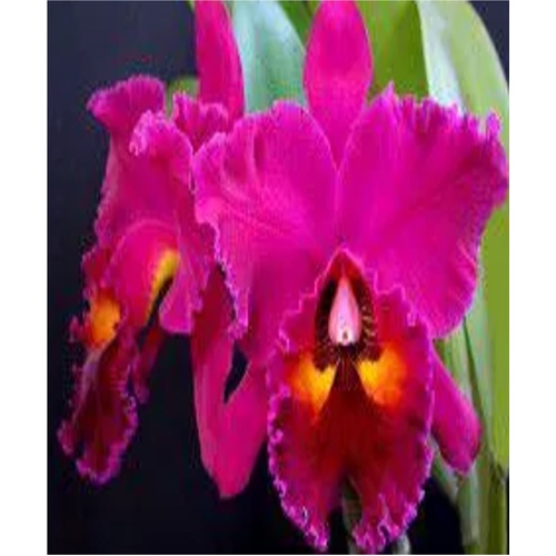 Rhyncholaeliocattleya Edisto  'Newberry'