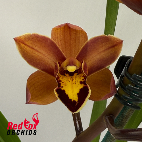 Cymbidium 'Retiro FC'