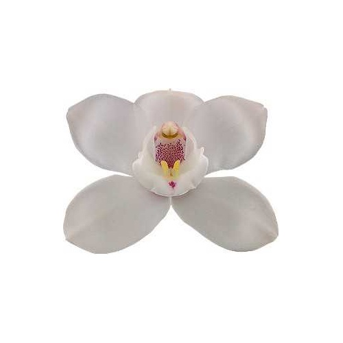 Cymbidium White Flame
