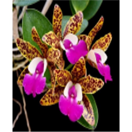Cattlianthe Ratsima Spot