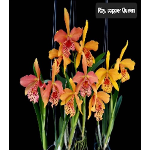 Rhynchobrassoleya Copper Queen