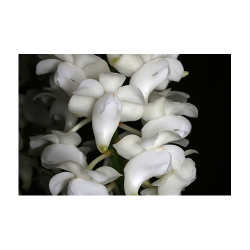 Aerides magnifica 'alba'