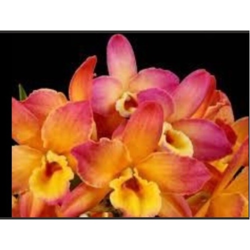 Dendrobium Smart Angel