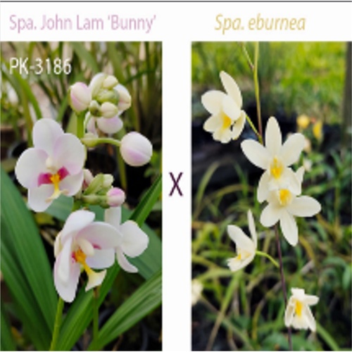 Spathoglottis John Lam 'Bunny' x eburnea