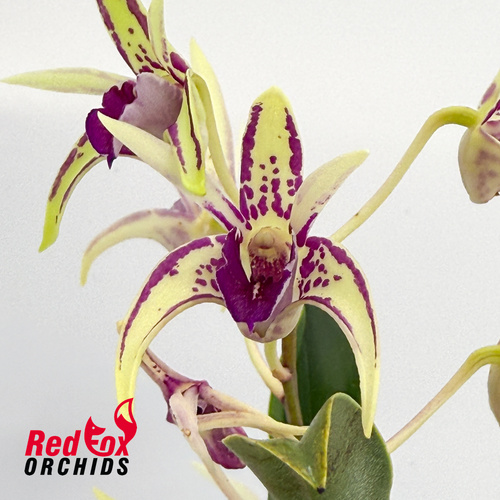 Dendrobium Memoria Alicia 'Kings Park' x Den Starsheen 'Botanic Fireworks'