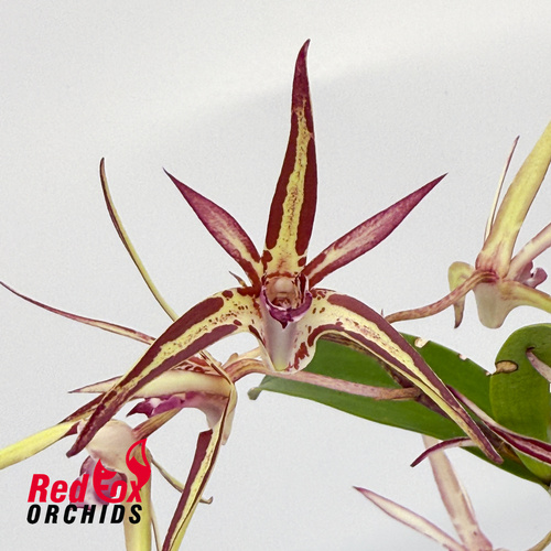 Dendrobium (Rockstar x Jesmond Sparkler 'Greg Hall') x Australian Black & Green