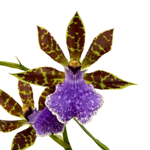 Zygopetalum Syd Monkhouse