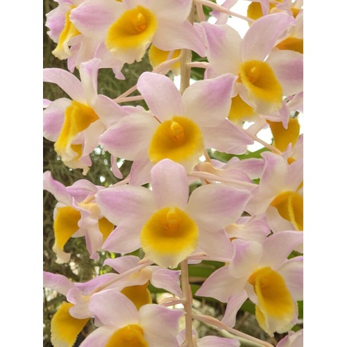 Dendrobium Densmous