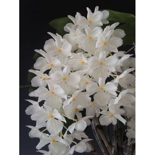 Dendrobium farmeri var. alba petaloid