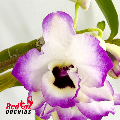 Dendrobium Lucky Bird 'Holiday'