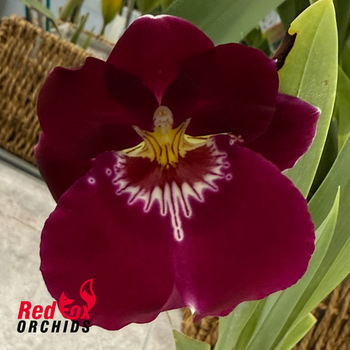 Miltoniopsis Bert Fields 'Eileen'