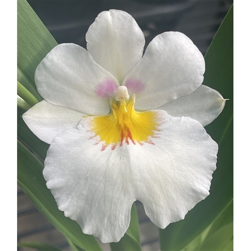 Miltoniopsis Snow Charm 'Mauna Kea'