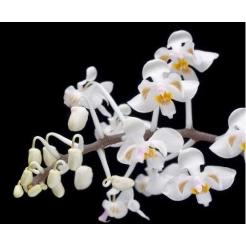 Phalaenopsis celebensis 'ID55 31' x 'ID55 #2'
