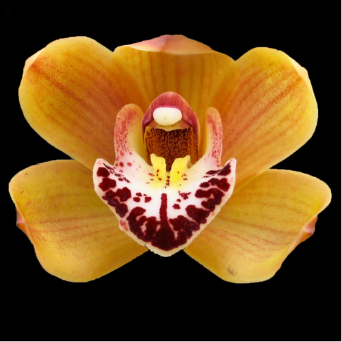 Cymbidium Stone Free 'Orange Gem'