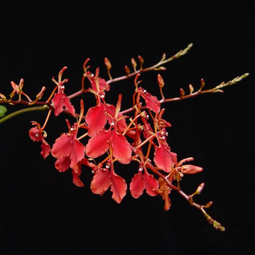 Renanthera imschootiana