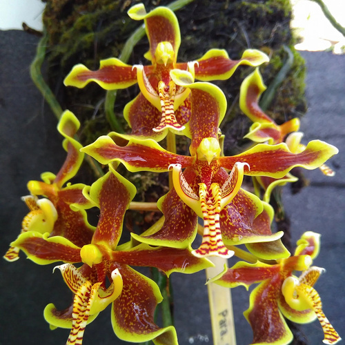 Paraphalaenopsis labukensis