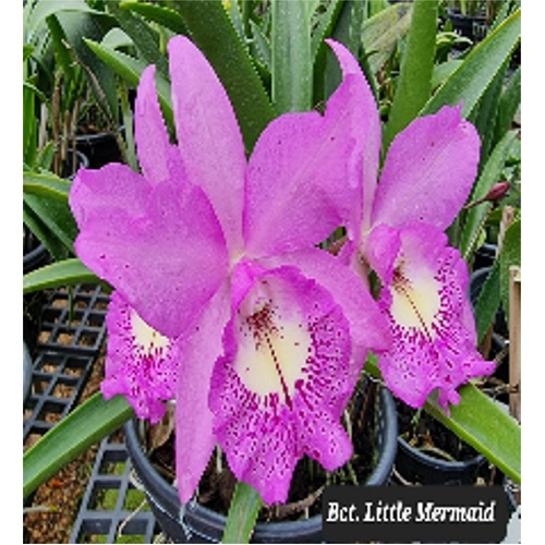 Brassocattleya Little Mermaid