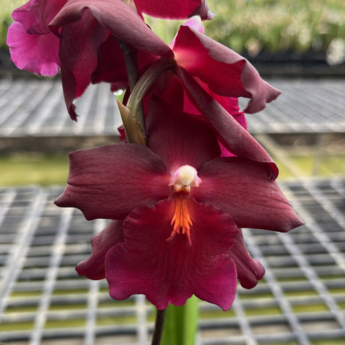 Vuylstekeara 'Dark Lust'