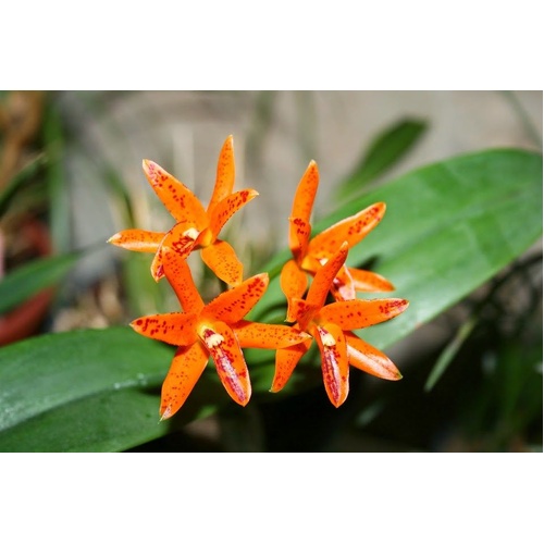 Guarianthe aurantiaca 'Mishima Spot' BM/JOGA x sib