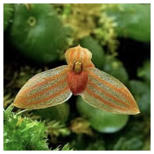 Bulbophyllum moniliforme