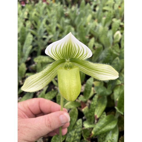 Paphiopedilum In-Charm Silver Bell x Doya Green Prince