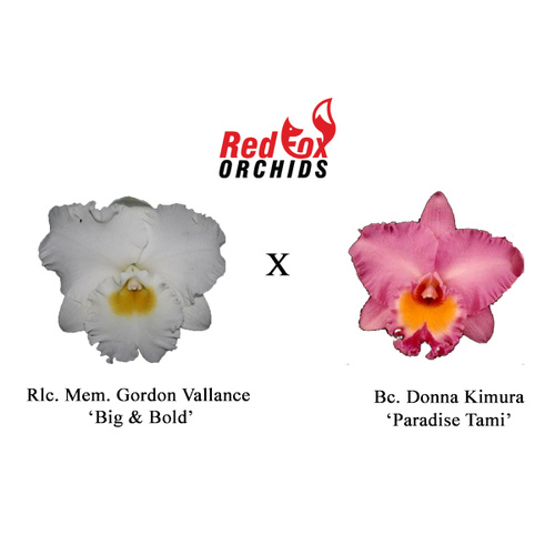 Rhyncholaeliocattleya Mem. Gordon Vallance 'Big & Bold' x Bc. Donna Kimura 'Paradise Tami'