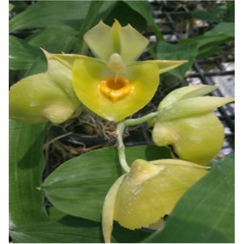 Catasetum pileatum