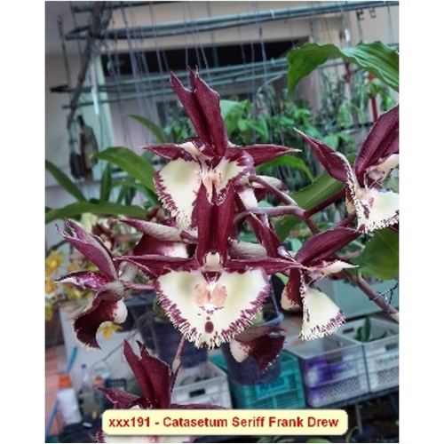 Catasetum Sheriff Frank Drew