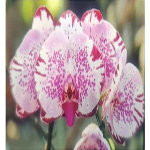 Phalaenopsis Purple Fancy