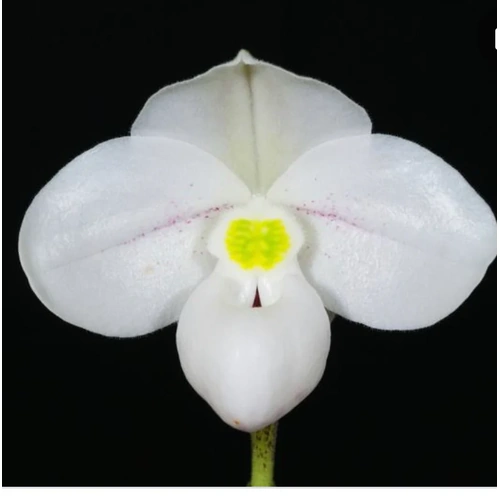 Paphiopedilum thaianum