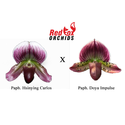 Paphiopedilum Hsinying Carlos x Doya Impulse