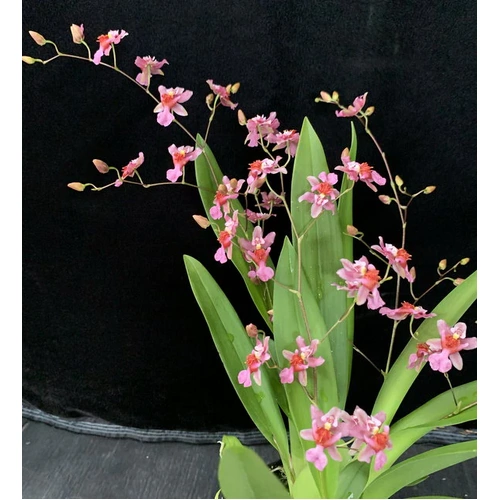 Oncidium Tsiku Marguerite 'Pink Fantasy'