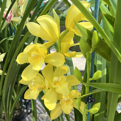 Cymbidium 'Novaflor Golden'