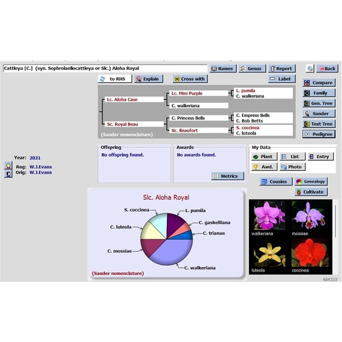 Cattleya Aloha Royal