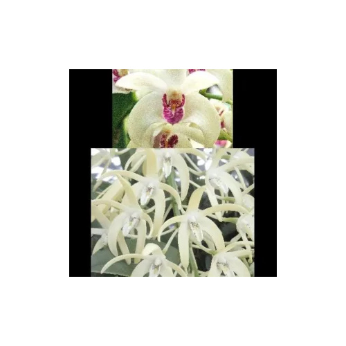 Dendrobium Lookout 'Showoff' x speciosum 'Snowdrift'