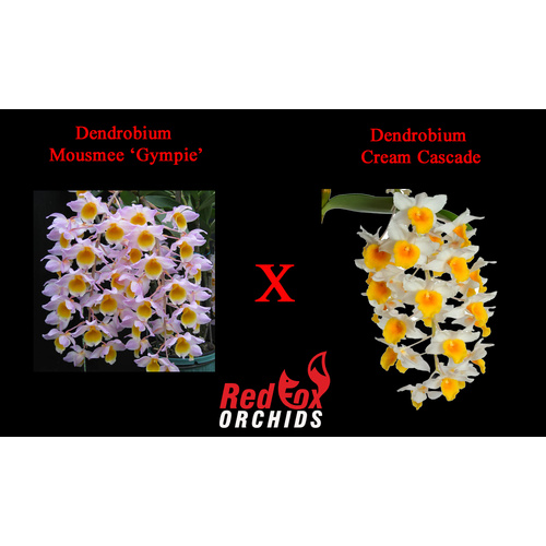 Dendrobium Mousmee 'Gympie' x Cream Cascade