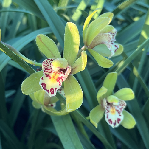 Cymbidium Imogene Coca 'El Retiro'