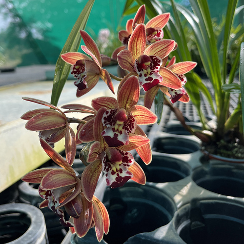 Cymbidium 'Dolce Melanie'