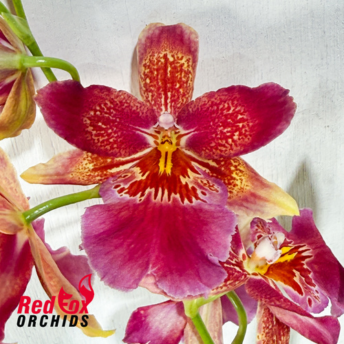 Burrageara 'Sundowner'