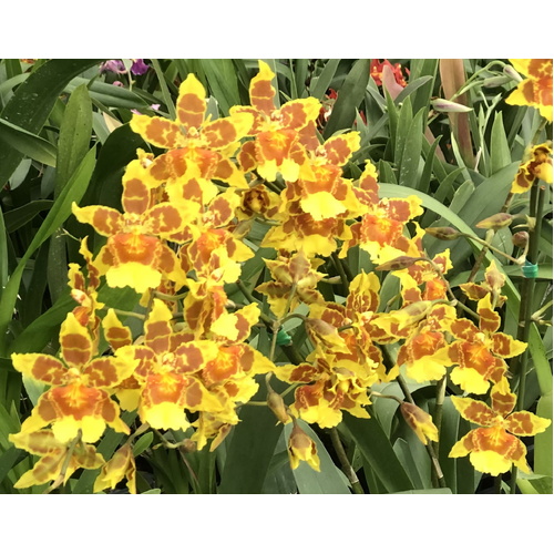 Wilsonara Jack McCully 'Yellow'