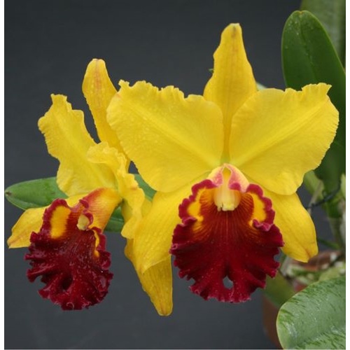 Rhyncholaeliocattleya Lawless Romeo 'Juliet'